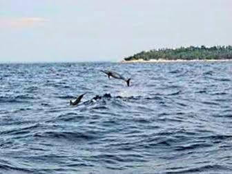 Pamilacan Island Tourist Inn And Restaurant Bohol Exterior photo